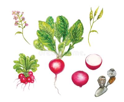 Cultivated Radish, medicinal properties, food and medicinal plants, encyclopedia, recipes, juice, cooking