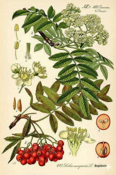 Common Rowan, medicinal properties, food and medicinal plants, encyclopedia, cooking recipe, tincture, decoction, medicine