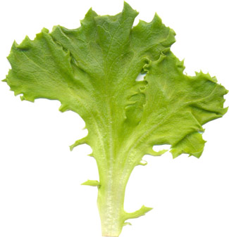 Garden Lettuce (Lettuce, cultivated lettuce), medicinal properties, food and medicinal plants, encyclopedia, cooking recipe, tincture, decoction, medicine