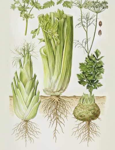 Aromatic celery, medicinal properties, food and medicinal plants, encyclopedia, cooking recipe, tincture, decoction, medicine