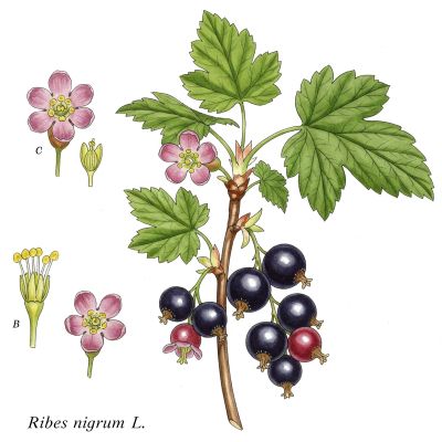 Black Currant, medicinal properties, food and medicinal plants, encyclopedia, cooking recipe, tincture, decoction, medicine