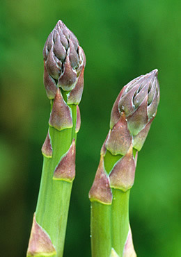 Asparagus (medicinal, edible), medicinal properties, food and medicinal plants, encyclopedia, cooking recipe, tincture, decoction, medicine