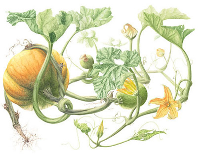 Common Pumpkin (hard-skinned), medicinal properties, food and medicinal plants, encyclopedia, cooking recipe, tincture, decoction, medicine