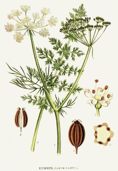 Caraway, medicinal properties, food and medicinal plants, encyclopedia, cooking recipe, tincture, decoction, medicine