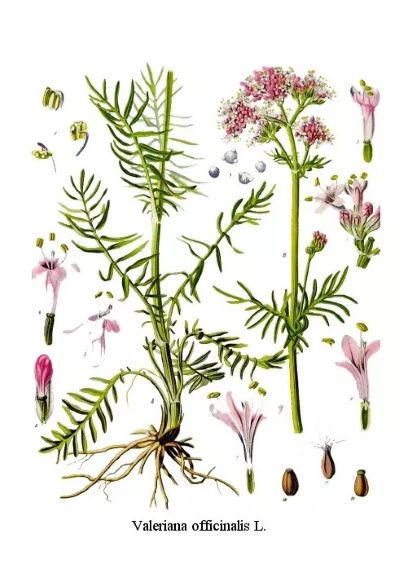 Valeriana officinalis, medicinal properties, food and medicinal plants, encyclopedia, recipe, tincture, medicine