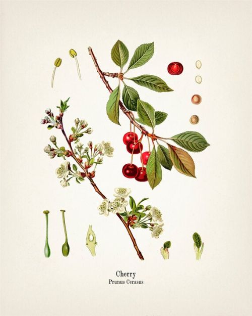 Common garden cherry, medicinal properties, food and medicinal plants, encyclopedia, cooking recipe, tincture, decoction, medicine