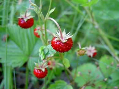 Wild Strawberry (Common), medicinal properties, food and medicinal plants, encyclopedia, recipe, tincture, decoction, medicine