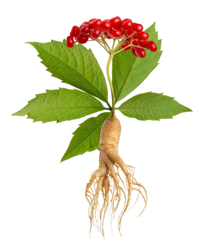 Common Ginseng, medicinal properties, food and medicinal plants, encyclopedia, recipe, tincture, decoction, medicine