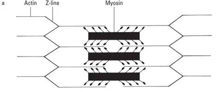 Sarcomere structure and shortening: sarcomere before contraction.